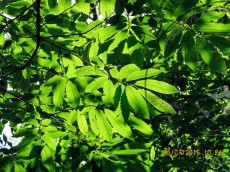 Castanea sativa_без повреждений Dryocosmus kuriphilus